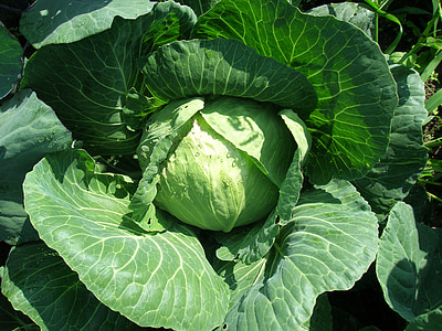close-up photo of cabbage thumbnail