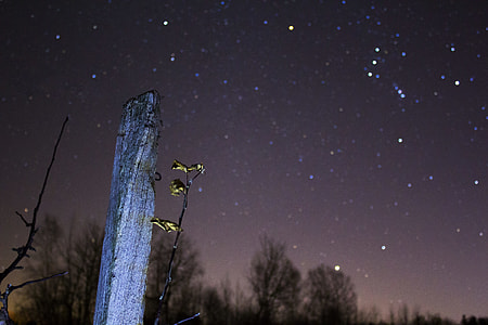 stars, sky, night, star thumbnail