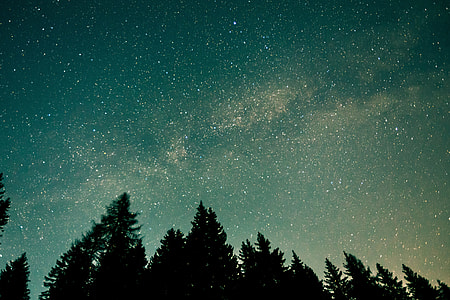 Forest trees and stars in the night sky thumbnail