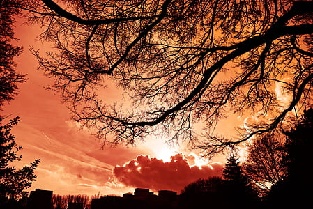 low angle photography of silhouette of trees during golden hour thumbnail