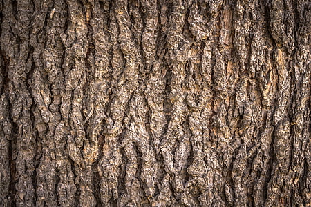 wood, texture, bark, plants thumbnail