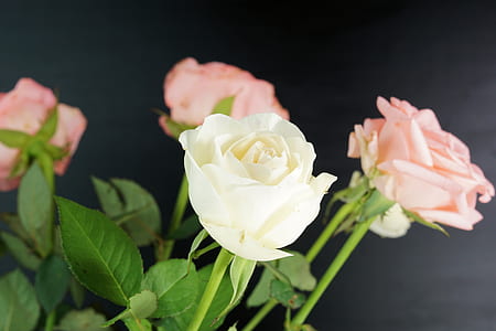 shallow focus photography of white and pink rose thumbnail