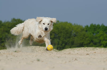 adult cream golden retriever playing with ball on sand during daytime thumbnail