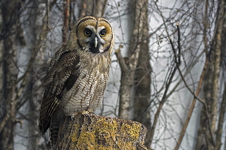 owl perching on tree trunk thumbnail