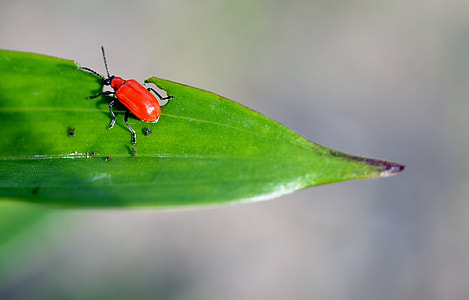 red blister beetle perching on green leaf plant thumbnail