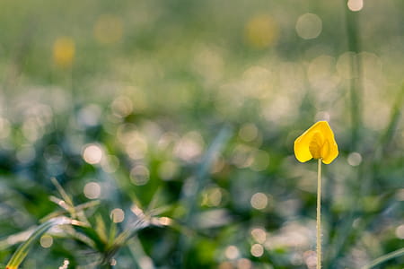 Yellow Petaled Flowers thumbnail