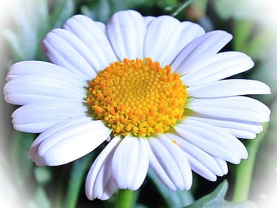 daisy flower in tilt shift lens photo thumbnail