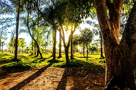 light, dawn, landscape, nature thumbnail