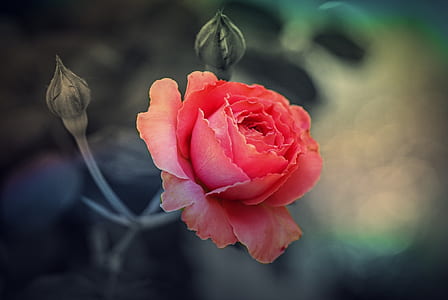 close up photo of pink rose flower thumbnail