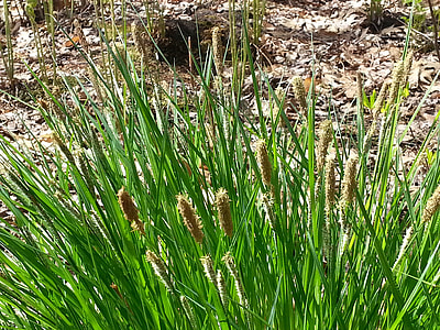 Tussock Sedge, Spring Grasses thumbnail