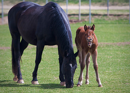 two black and brown horses on grass field thumbnail