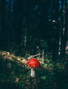 closeup photography of red mushroom thumbnail