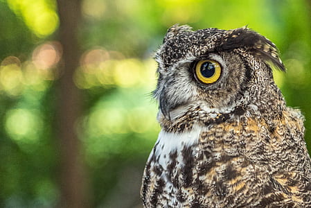 selective focus photography of black, yellow, and white owl thumbnail