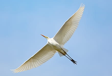 white bird flying thumbnail