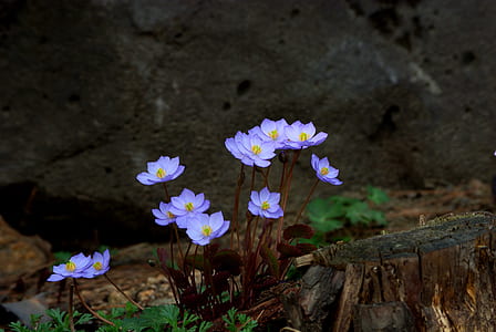 closeup photography of purple Spring starflowers thumbnail