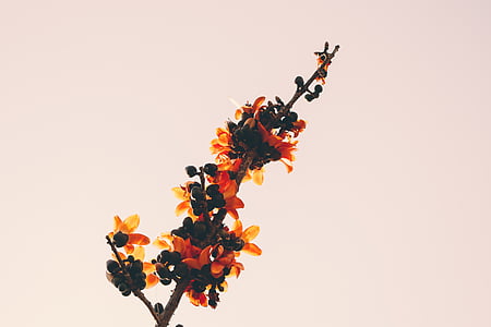 orange-petaled flowers thumbnail