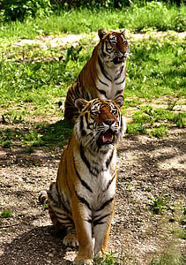 two tigers thumbnail