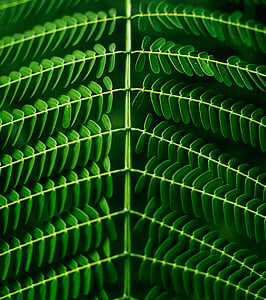 close-up photo of green leafed plant thumbnail
