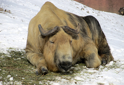 Resting Sichuan Takin in China thumbnail