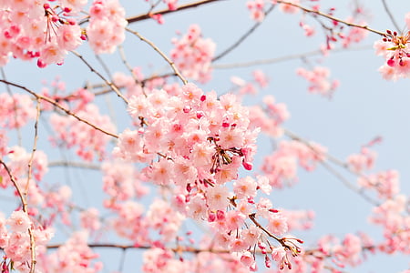 macro shot photography of cherry blossoms thumbnail