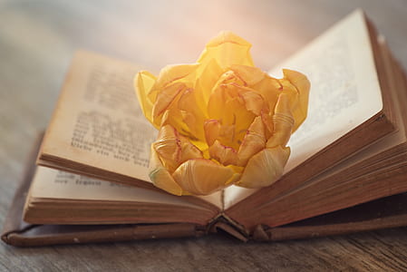 yellow tulip flower in an open book thumbnail