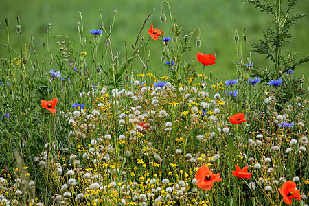 depth of field photography of bed of flowers thumbnail