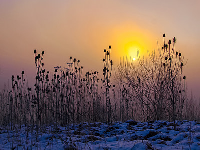 silhouette of flowers during daytime thumbnail