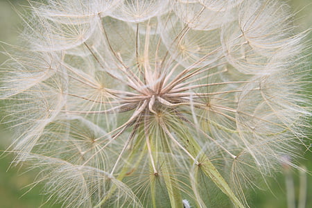 macro photography of white dandelion flower thumbnail