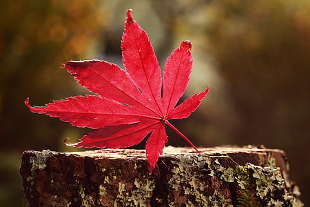 photo of red leaf top of tree trunk thumbnail