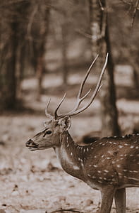selective focus photography of deer thumbnail