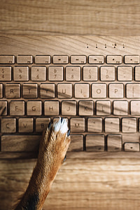 Dogs paw on the wooden keyboard thumbnail