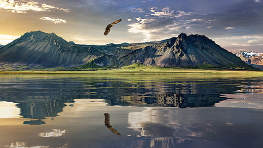 eagle during daytime thumbnail