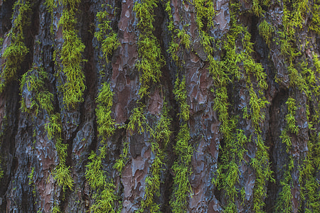 green leafed plant thumbnail