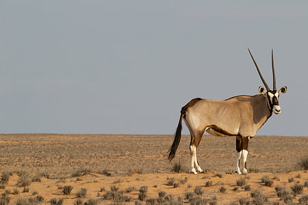 brown and white animal on desert field thumbnail