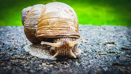 close up photography of snail at daytime thumbnail