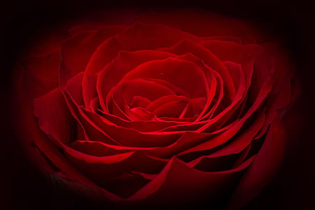 red rose illustration thumbnail