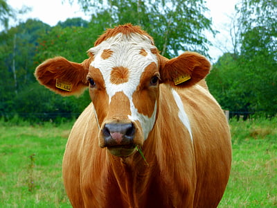 brown and white cow during daytime thumbnail