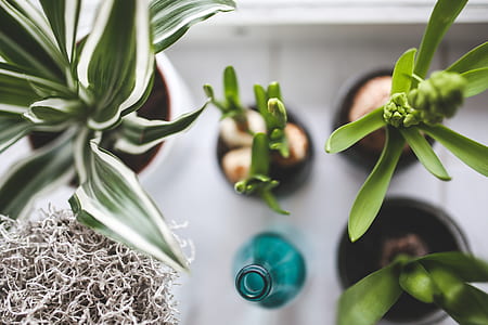 four green leaf plants beside blue glass bottl thumbnail