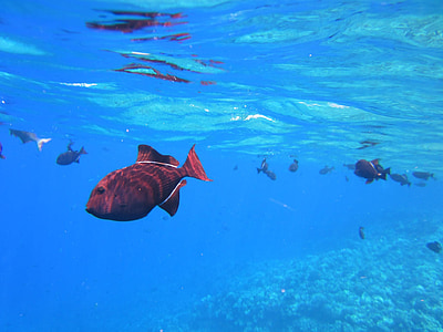 school of black and red fish thumbnail