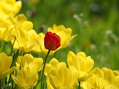 close-up photography of red petaled flowers surround with yellow petaled flowers thumbnail