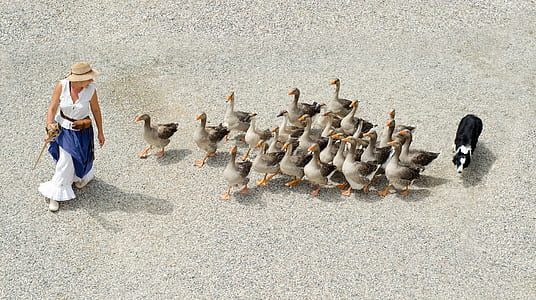 Woman in White Sleeveless Shirt Walking on Gray Sand Followed by Brown and Black Ducks and Black and White Dog thumbnail