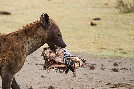 brown animal eating zebra head thumbnail