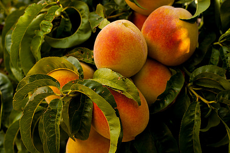 unpicked peaches on tree thumbnail