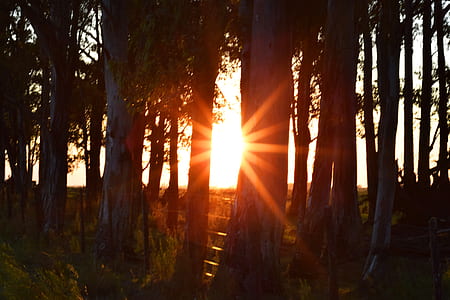 trees against sunlight thumbnail