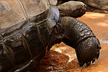 brown turtle thumbnail