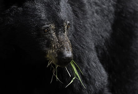 black bear thumbnail