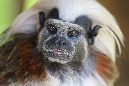 close-up photo of brown and white animal thumbnail