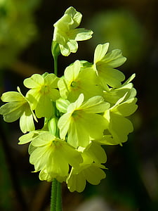selective focus photography of white petaled flower thumbnail