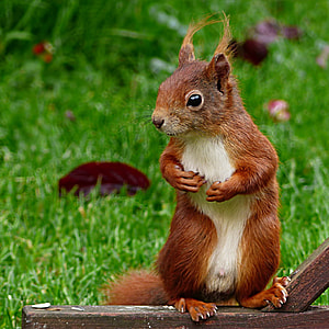 brown and white squirrel on brown wooden surface thumbnail