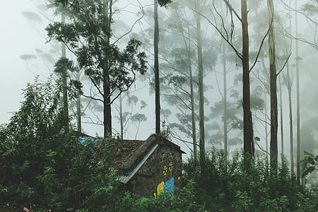 stone house surrounded by green leafed trees thumbnail